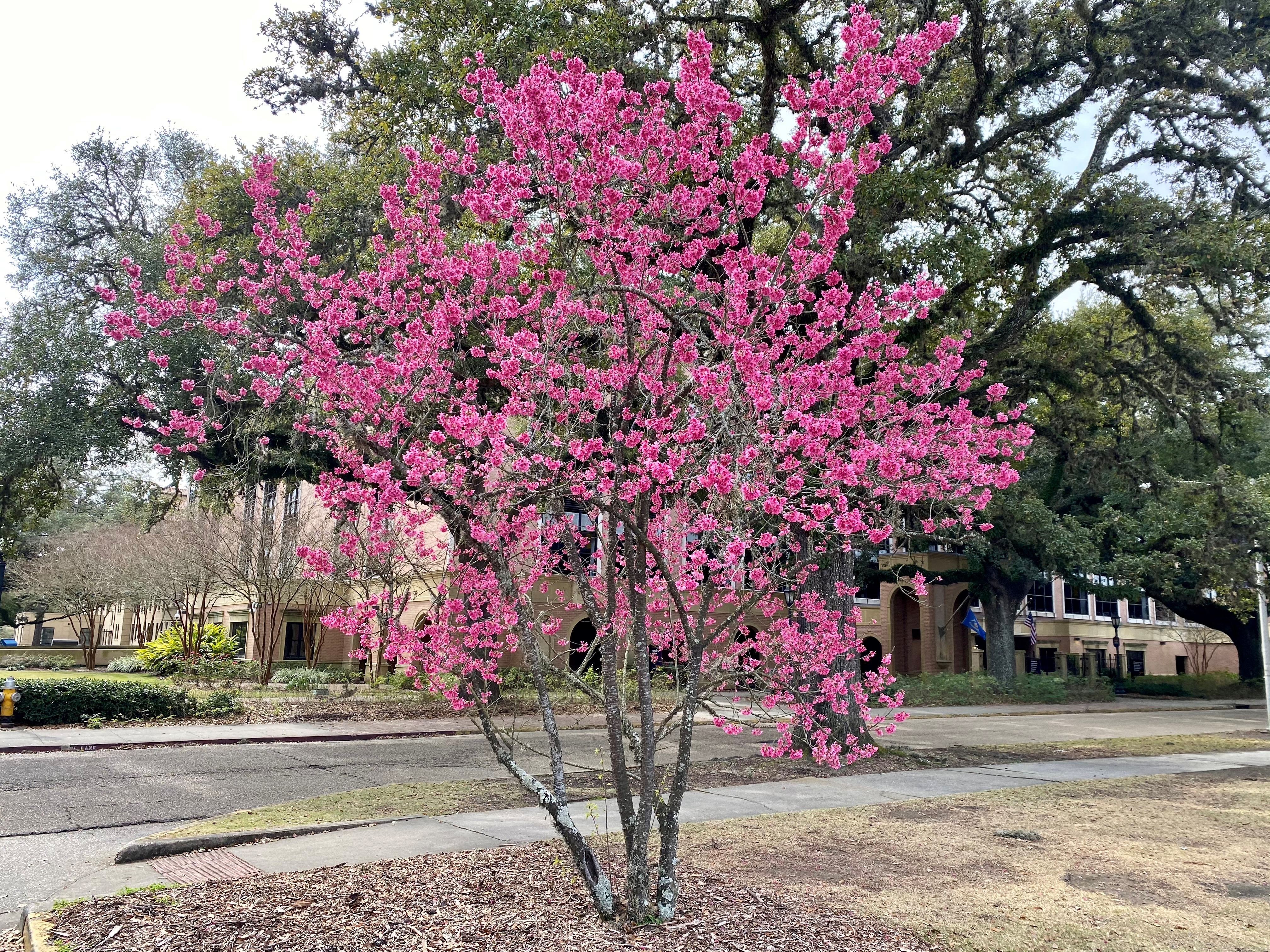 Cherry trees symbolize friendship, beauty
